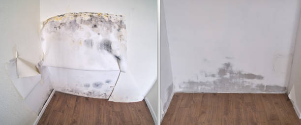 Water damage restoration mold remediation